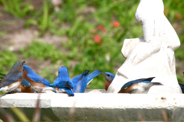 bluebirds bermuda