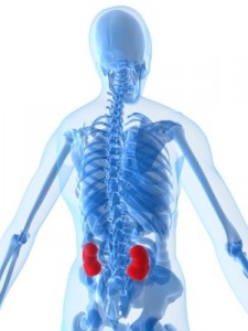 kidneys human body