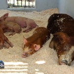 Annual Exhibition Pigs Bermuda April 13 2011 (1 of 1)-10