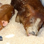 Annual Exhibition Pigs Bermuda April 13 2011 (1 of 1)-11