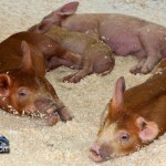 Annual Exhibition Pigs Bermuda April 13 2011 (1 of 1)-12