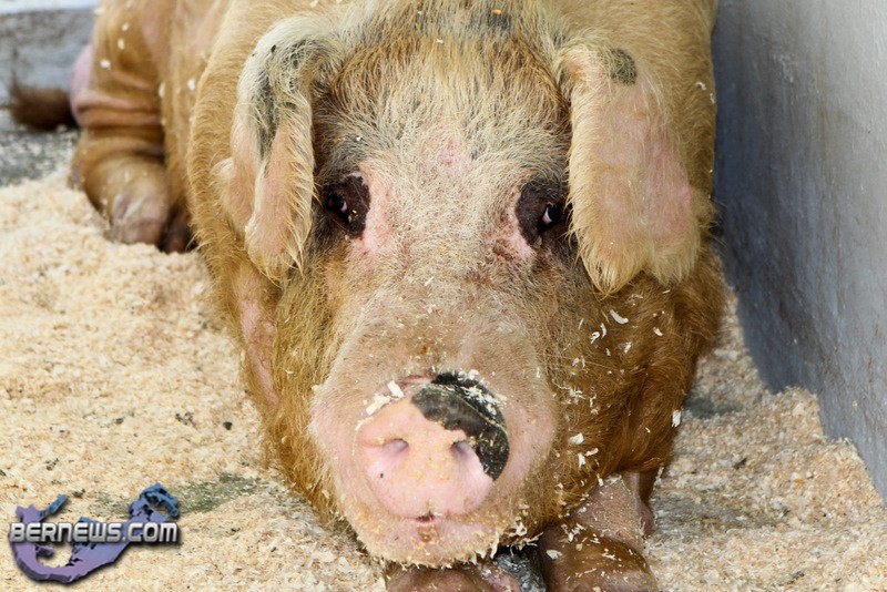 Annual-Exhibition-Pigs-Bermuda-April-13-2011-1-of-1-16