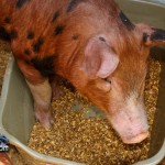 Annual Exhibition Pigs Bermuda April 13 2011 (1 of 1)-18