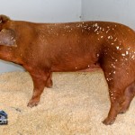 Annual Exhibition Pigs Bermuda April 13 2011 (1 of 1)-3