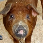 Annual Exhibition Pigs Bermuda April 13 2011 (1 of 1)-4