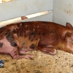 Annual Exhibition Pigs Bermuda April 13 2011 (1 of 1)-5