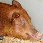 Annual Exhibition Pigs Bermuda April 13 2011 (1 of 1)-6