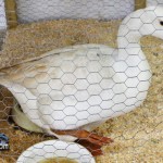 Annual Exhibition Poultry Bermuda April 13 2011-1