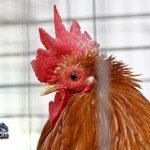 Annual Exhibition Poultry Bermuda April 13 2011-1-34
