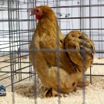 Annual Exhibition Poultry Bermuda April 13 2011-1-35