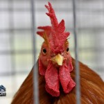 Annual Exhibition Poultry Bermuda April 13 2011-1-36