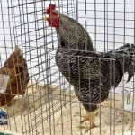 Annual Exhibition Poultry Bermuda April 13 2011-1-37