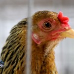 Annual Exhibition Poultry Bermuda April 13 2011-1-9