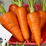Annual Exhibition Vegetables Carrots Bermuda April 13 2011-1