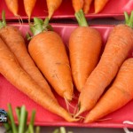 Annual Exhibition Vegetables Carrots Bermuda April 13 2011-1-2