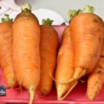 Annual Exhibition Vegetables Carrots Bermuda April 13 2011-1-3