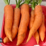 Annual Exhibition Vegetables Carrots Bermuda April 13 2011-1-4