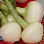 Annual Exhibition Vegetables Onion Bermuda April 13 2011-1-4