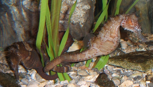 Linedseahorse