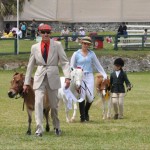 ag show equestrian 2011 bermuda (2)