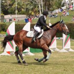 ag show equestrian 2011 bermuda (4)