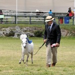 ag show equestrian 2011 bermuda (5)