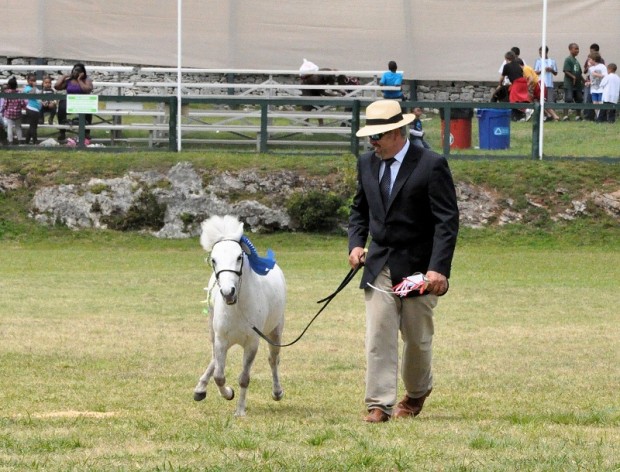 ag show equestrian 2011 bermuda (5)