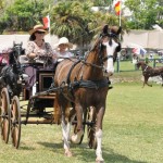ag show equestrian 2011 bermuda (9)