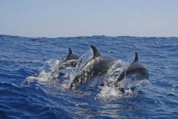 bermuda dolphins ocean