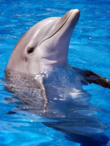 bottlenose-dolphin-picture-wiki