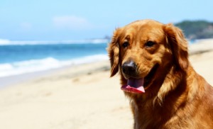 Dog on the beach