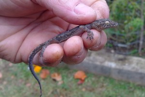 Asian Gecko (1)
