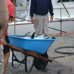bermuda fishing tournament june 2011 (3)
