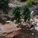 11 july cannabis plants bermuda (1)