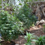 11 july cannabis plants bermuda (2)