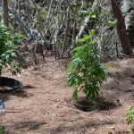 11 july cannabis plants bermuda (3)