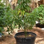 11 july cannabis plants bermuda (4)
