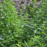 11 july cannabis plants bermuda (5)