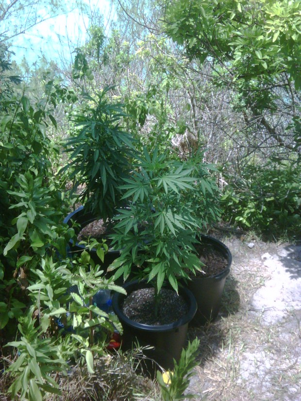 Cannabis Plants Seized in Tudor Hill Southampton area
