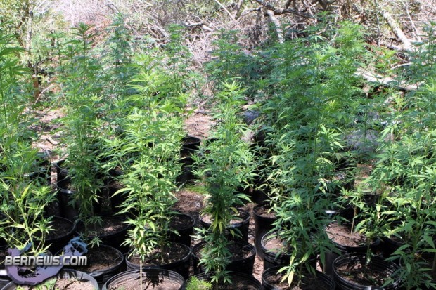 bermuda cannabis plants jily 2011 (2)