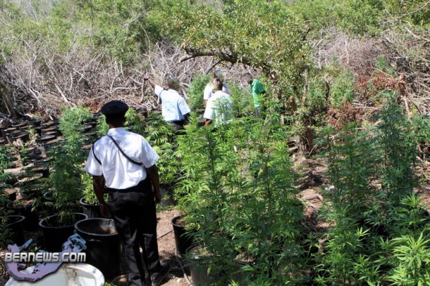 bermuda cannabis plants jily 2011 (3)