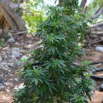 bermuda marijuana plants july 20 2011 (1)