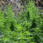 bermuda marijuana plants july 20 2011 (2)