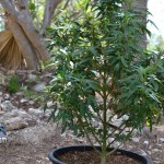bermuda marijuana plants july 20 2011 (4)