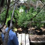 kitchener close cannabis weed police Bermuda July 20 2011 - 10