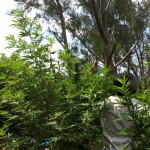 kitchener close cannabis weed police Bermuda July 20 2011 - 13