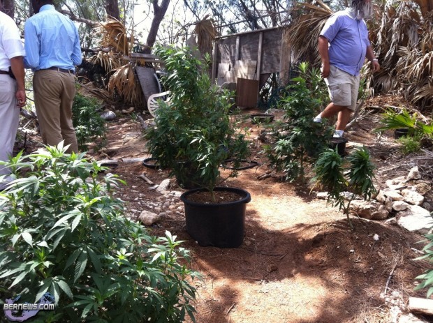 kitchener close cannabis weed police Bermuda July 20 2011 - 5