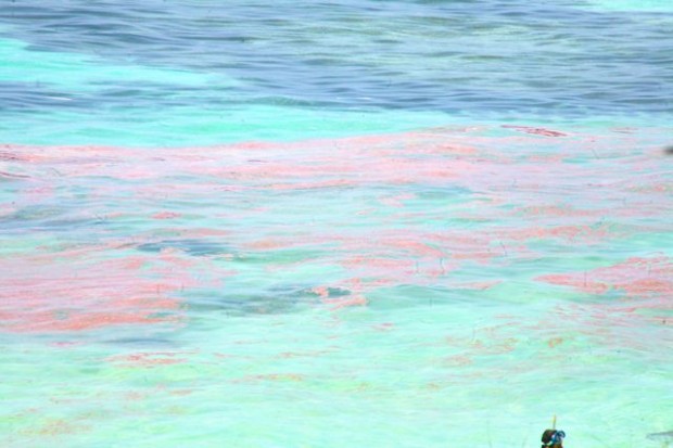 bermuda coral spawn 2011