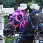 Harness Pony Races Bermuda September 25 2011-1-14