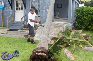 Tiger Bay tree Tropical Storm Maria hurricane weather Bermuda September 15 2011-1-12